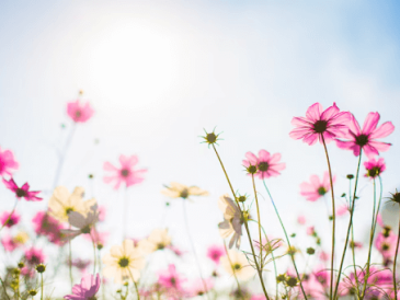 How to Care for Summer Flowers in India: Tips and Tricks