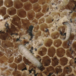 Mosquito Repellent Wipes: Outdoor Protection Made Easy