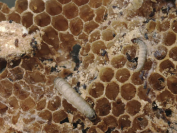 Top Benefits of Feeding Waxworms to Your Reptile Pets