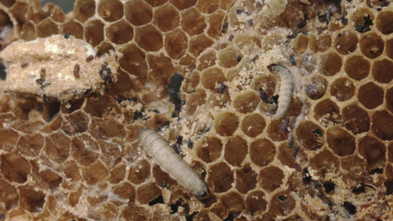 Top Benefits of Feeding Waxworms to Your Reptile Pets