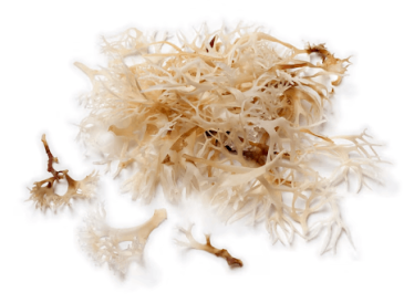Can Raw Sea Moss Help You Detox?