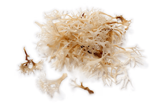 Can Raw Sea Moss Help You Detox? Can Raw Sea Moss Help You Detox?