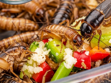 Why Gut-Loading Live Feeder Insects Matters for Your Pet’s Health