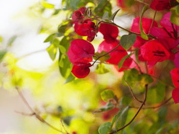 Bougainvillea for Garden Spaces: Explore Some Amazing Flowering Tips and Varieties