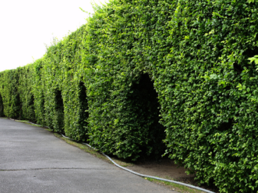 How To Prune Evergreen Privets For A Tidy, Long-Lasting Privacy Hedge