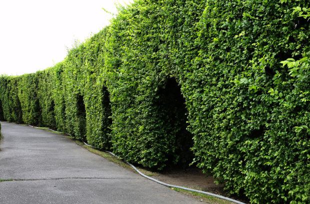 How To Prune Evergreen Privets For A Tidy, Long-Lasting Privacy Hedge