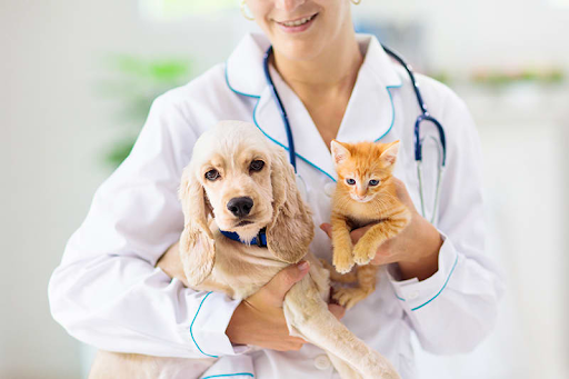 Your Comprehensive Guide to Pet Health Checks and Vet Exams in Dubai Your Comprehensive Guide to Pet Health Checks and Vet Exams in Dubai