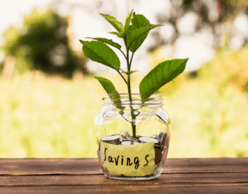 Everything You Need to Know Before Bringing a Money Plant Home