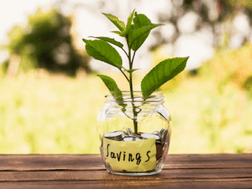Everything You Need to Know Before Bringing a Money Plant Home