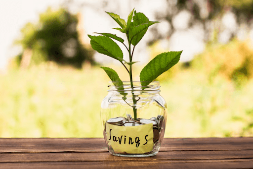 Everything You Need to Know Before Bringing a Money Plant Home Everything You Need to Know Before Bringing a Money Plant Home