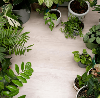 Why More Indian Homes Are Going Green — and How to Join In