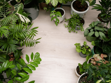 Why More Indian Homes Are Going Green — and How to Join In