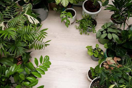 Why More Indian Homes Are Going Green — and How to Join In Why More Indian Homes Are Going Green — and How to Join In