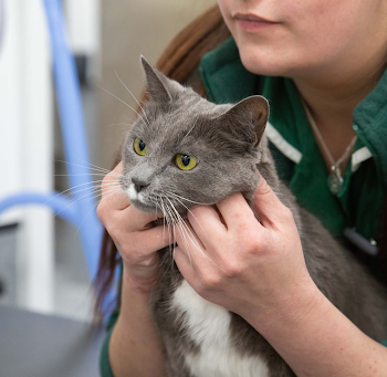 Caring Beyond Companionship: The Role of Neutering in Feline Well-Being