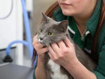 Caring Beyond Companionship: The Role of Neutering in Feline Well-Being