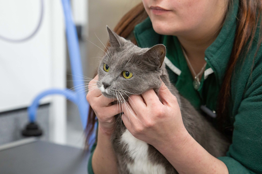 Caring Beyond Companionship: The Role of Neutering in Feline Well-Being