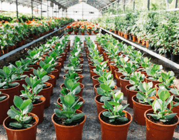 The Truth About Buying from an Online Plant Nursery in India: A Complete 2026 Guide