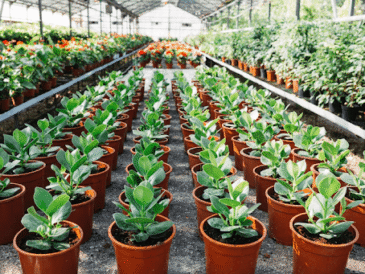 The Truth About Buying from an Online Plant Nursery in India: A Complete 2026 Guide