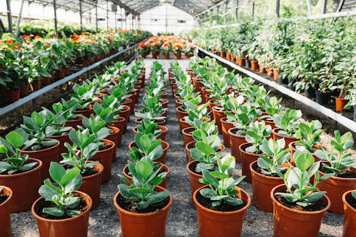 The Truth About Buying from an Online Plant Nursery in India: A Complete 2026 Guide The Truth About Buying from an Online Plant Nursery in India: A Complete 2026 Guide