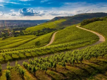Napa Valley Wineries: Top Picks, Tasting Tips & How to Plan Your Visit