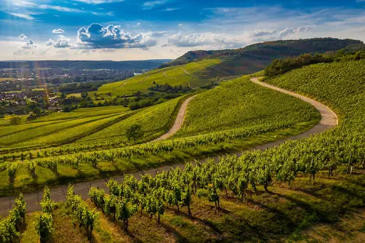 Napa Valley Wineries: Top Picks, Tasting Tips & How to Plan Your Visit Napa Valley Wineries: Top Picks, Tasting Tips & How to Plan Your Visit