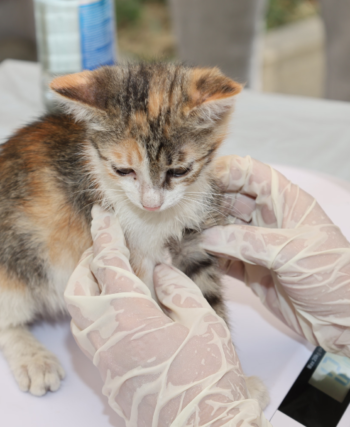 How Advanced Pet Imaging Services Are Transforming Veterinary Diagnosis