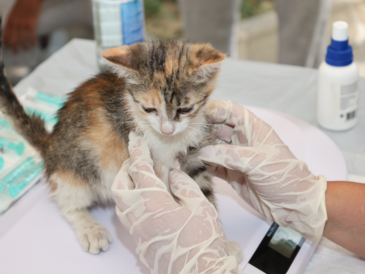 How Advanced Pet Imaging Services Are Transforming Veterinary Diagnosis