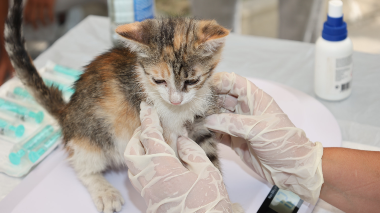 How Advanced Pet Imaging Services Are Transforming Veterinary Diagnosis