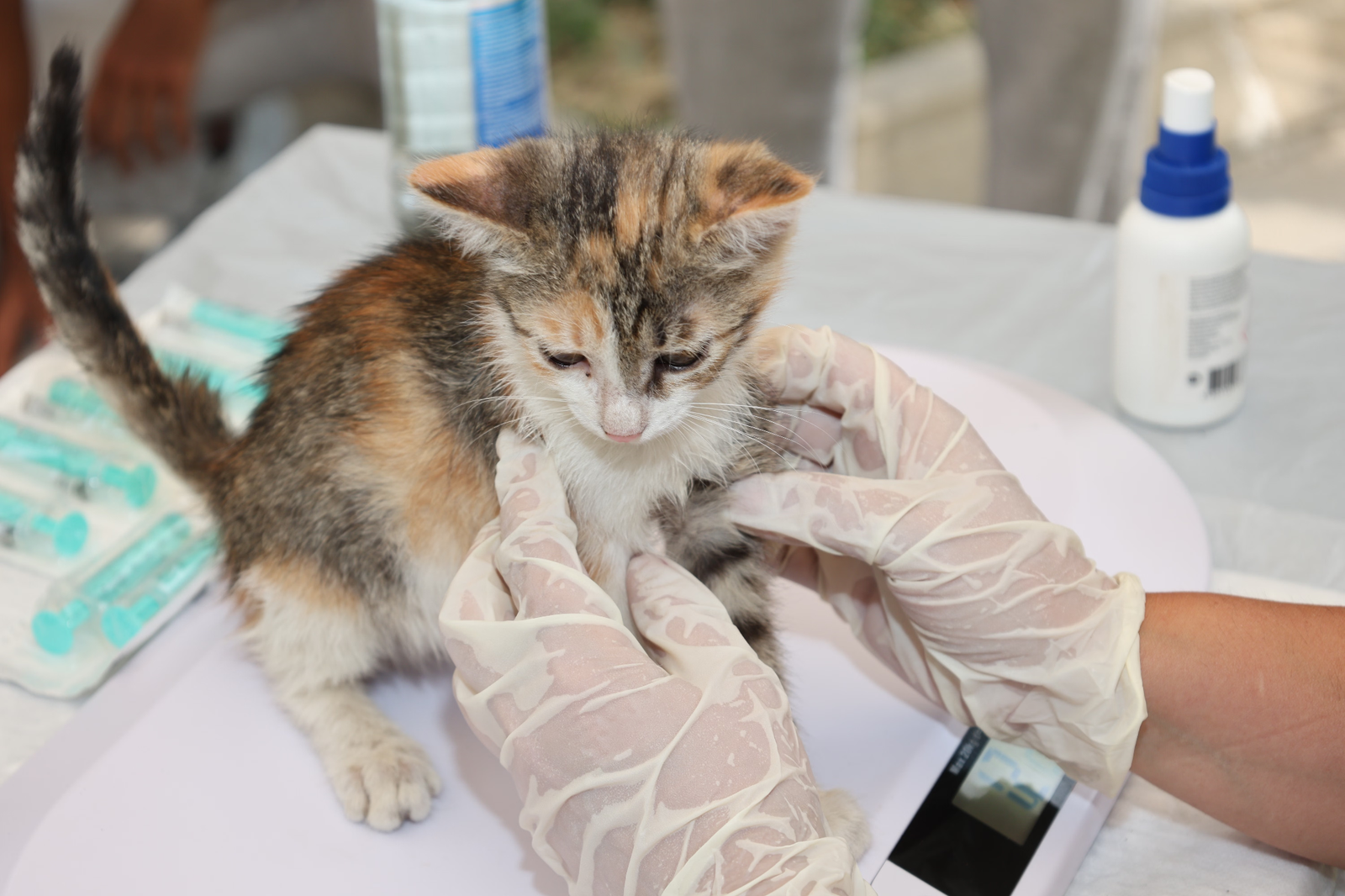 How Advanced Pet Imaging Services Are Transforming Veterinary Diagnosis