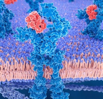 How Do Cytokine Assays Support Pharmacodynamic Biomarker Studies?