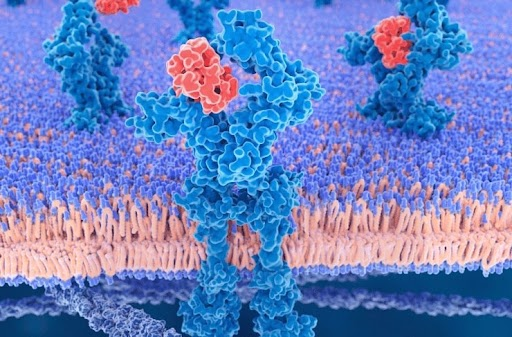 How Do Cytokine Assays Support Pharmacodynamic Biomarker Studies?