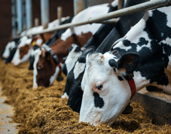 How to Start a Veterinary PCD Franchise: A Step-by-Step Guide for New Entrepreneurs