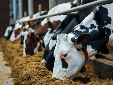 How to Start a Veterinary PCD Franchise: A Step-by-Step Guide for New Entrepreneurs